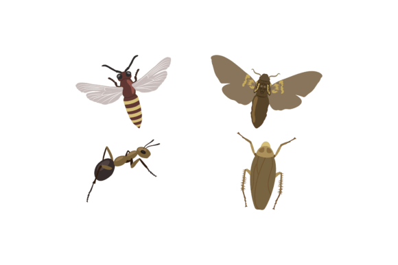 Insect Bug Graphics Freebies Review